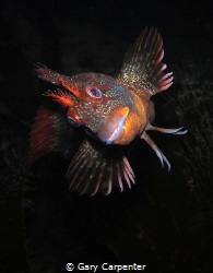 
Tompot blenny (Parablennius gattorugine) - Picture take... by Gary Carpenter 
